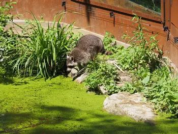 NaturOparC Hunawihr, Alsace (France)